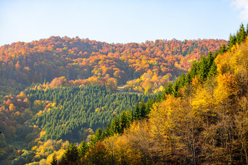 Fototapeta na wymiar Beautiful yellow trees, forest nature. Autumn andscape texture, autumnal background.