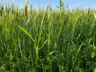 green summer pasture grass closeup