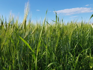 Fototapeta premium green summer pasture grass closeup