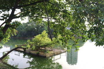 Naklejka premium tree in the water