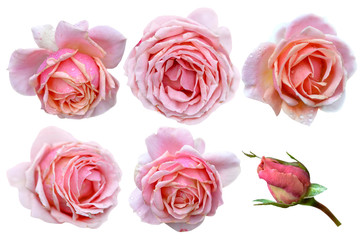 set of pink roses isolated on white background