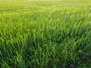 green summer pasture grass closeup