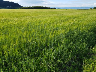 summer pasture farmland in southern Norway