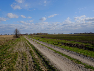 Fototapeta na wymiar Small tree near a dirt road in a field. Spring landscape. Beautiful blue sky with white clouds.