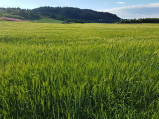 summer pasture farmland in southern Norway