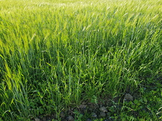 green summer pasture grass closeup