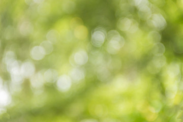Obraz premium Blurred background of green leaves.