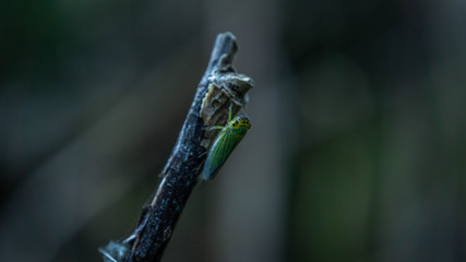 colorful insect sits on a dry branch, summer day