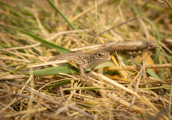 brown lizard basking in the sun, summer day