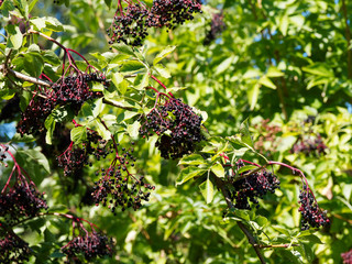 (Sambucus nigra) Schwarzen Früchte des Schwarzer Holunder 