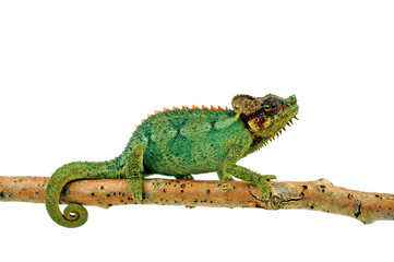 Helmeted chameleon / Helmchamäleon (Trioceros hoehnelii) © bennytrapp