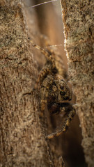 spider with big green eyes in a tree stump, summer day