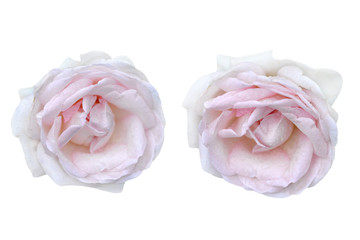 couple of lote pink roses isolated on white