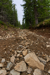 Trail offroad through the forest