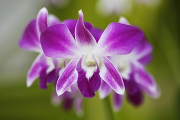 Fototapeta na wymiar Purple orchids