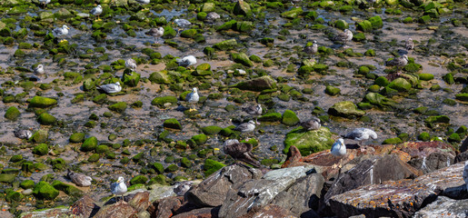 Red billed gulls and sea gulls at the beach