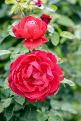 red roses in garden