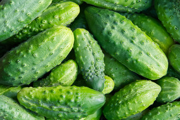 background of ripe ecological cucumbers close-up. eco food home gardening concept.