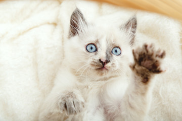 Cute white kitten with blue eyes and spotted nose lies play on white fluffy blanket. Newborn kitten Baby cat Kid domestic animal. Kitten shows paw