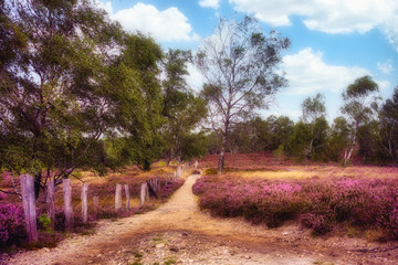 Lüneburger Heide bei Fischbek