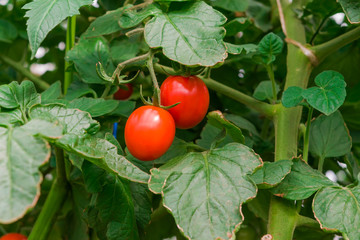 Red tomatoes on a branch in the garden close up