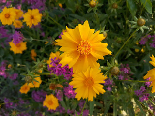 Golden-Wave flower on nature background