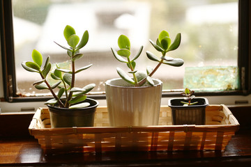 Fototapeta na wymiar money tree pot plants closeup photo on windowsill