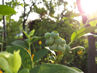 Unripe blueberry plant with fruits