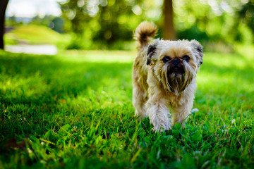 A beautiful shaggy fawn colored dog on a walk in a green Park on a Sunny warm summer day
