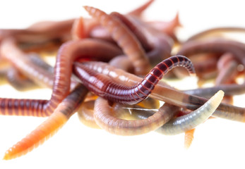 Earthworms isolated on a white