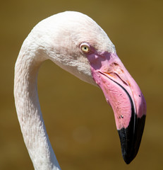 Portrait of a pink flamingo at the zoo.