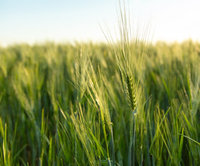 Green ears of wheat at sunset.