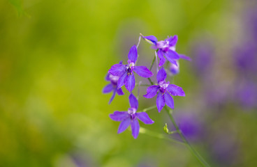 Beautiful blue flowers in the summer park.