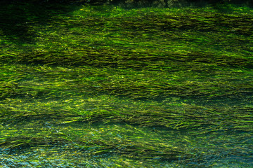 下町の小さな河川に揺らぐ水藻