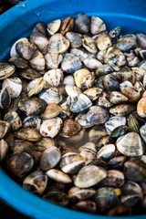 Clams in the Farmer's Market