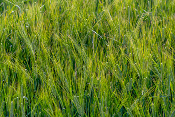 Obraz premium Yellow and green wheat field and sunny day. Ripe yellow wheat ears in the farm land