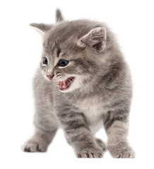 Obraz premium Little fluffy kitten isolated on a white