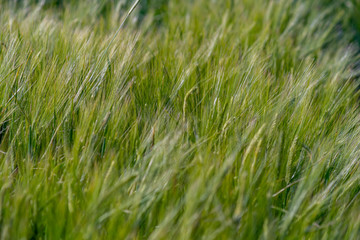 Yellow and green wheat field and sunny day. Ripe yellow wheat ears in the farm land