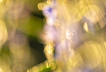 Bokeh of blue flowers in nature