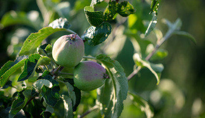 Apples on the branches of trees in the summer.