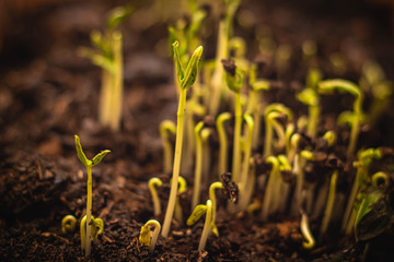 close up Seed to tree, Seeding, Plant seed growing concept, Growing plants. Plant seedling. young baby plants growing in germination sequence on soil with natural green background