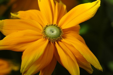 Flowers taken in a Swedish park a cold autumn morning. Macro photos. Taken with a Sony a500. Beautiful petals. Relaxing feeling. Meditation
