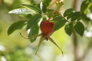 Flowers taken in a Swedish park a cold autumn morning. Macro photos. Taken with a Sony a500. Beautiful petals. Relaxing feeling. Meditation