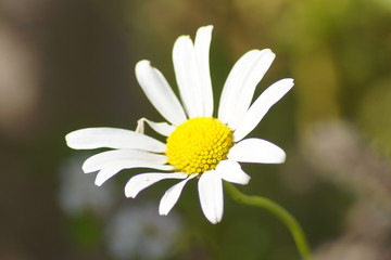 Obraz premium Flowers taken in a Swedish park a cold autumn morning. Macro photos. Taken with a Sony a500. Beautiful petals. Relaxing feeling. Meditation