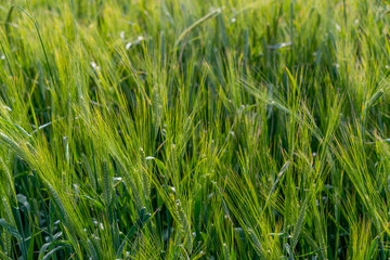 Yellow and green wheat field and sunny day. Ripe yellow wheat ears in the farm land