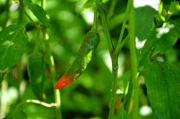 the red green ripe chilly with leaves and plant in the garden.