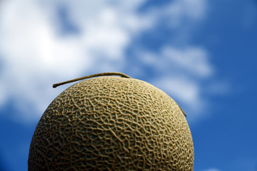 美しいエメラルド色のメロン。青空。食べ物イメージ素材