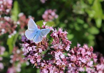 Small blue butterfly, Cupido minimus on pink flower