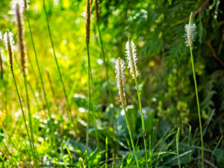 Grass with spikelets in a meadow on a sunny summer day in the rays