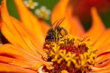 Close-up bee on yellow flower collects nectar.